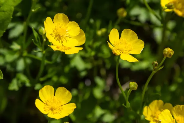 Gula Vilda Blommor Gräset Ängarna Solljuset — Stockfoto