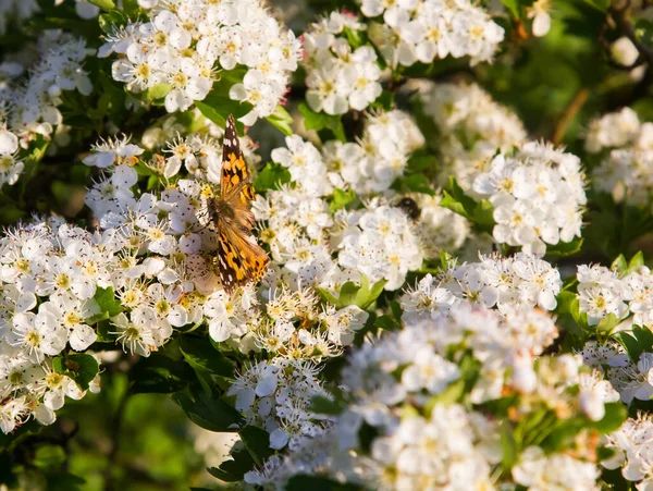 butterfly on hawthorn flowers in the sunlight. gardens and parks bloom in spring