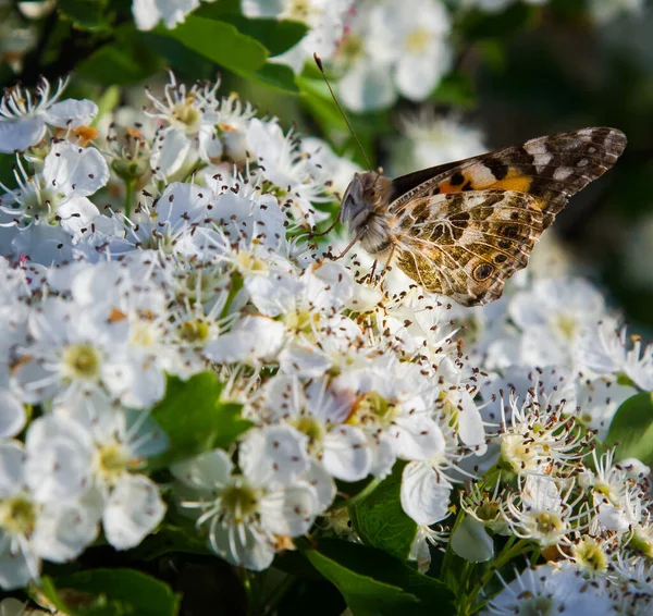Güneş Işığında Dikenli Çiçeklerin Üzerindeki Kelebek Lkbaharda Bahçeler Parklar Açar — Stok fotoğraf