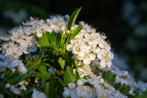 Ηawthorn Λουλούδια Στο Θάμνο Στο Φως Του Ήλιου — Φωτογραφία Αρχείου