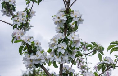 Bahar bahçesinde güneş ışığı altında elma ağacı çiçek açar.