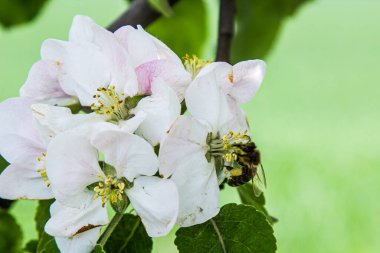 Bahçede elma ağacı çiçek açar. arılar nektar ve polen toplar