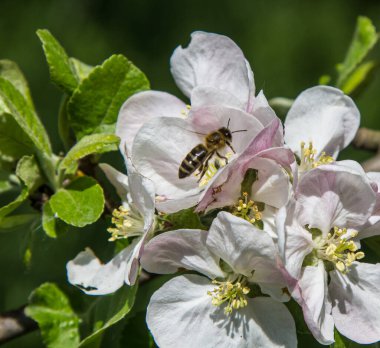 Bahçede elma ağacı çiçek açar. arılar nektar ve polen toplar