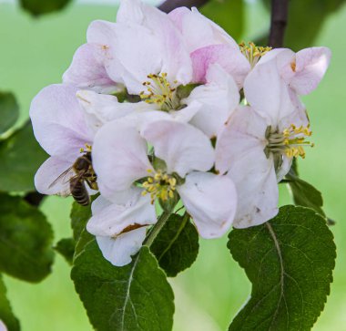 Bahçede elma ağacı çiçek açar. arılar nektar ve polen toplar