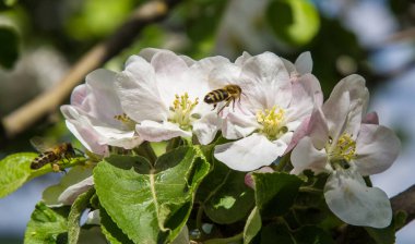 Bahçede elma ağacı çiçek açar. arılar nektar ve polen toplar