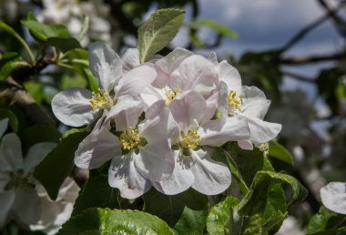 Bahar bahçesinde güneş ışığı altında elma ağacı çiçek açar.