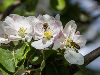 Bahçede elma ağacı çiçek açar. arılar nektar ve polen toplar