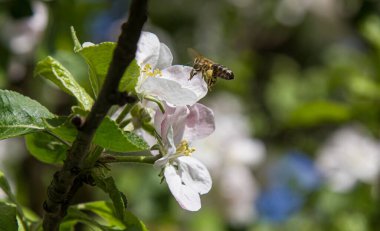 Bahçede elma ağacı çiçek açar. arılar nektar ve polen toplar