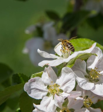 Bahçede elma ağacı çiçek açar. arılar nektar ve polen toplar