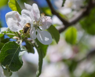 Bahçede elma ağacı çiçek açar. arılar nektar ve polen toplar