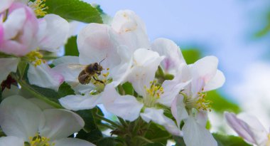 Bahçede elma ağacı çiçek açar. arılar nektar ve polen toplar