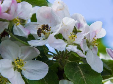 Bahçede elma ağacı çiçek açar. arılar nektar ve polen toplar