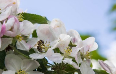 Bahçede elma ağacı çiçek açar. arılar nektar ve polen toplar