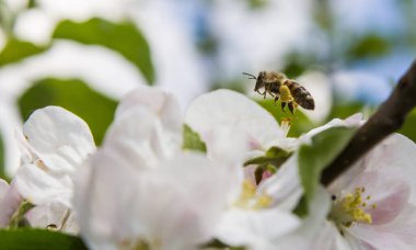 Bahçede elma ağacı çiçek açar. arılar nektar ve polen toplar