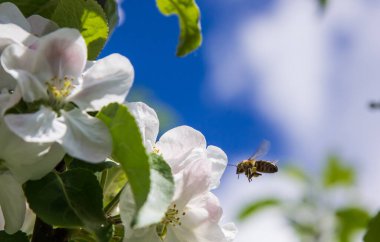 Bahçede elma ağacı çiçek açar. arılar nektar ve polen toplar