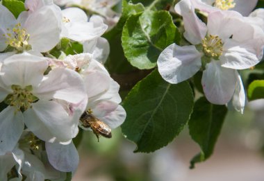 Bahçede elma ağacı çiçek açar. arılar nektar ve polen toplar