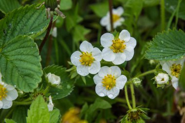Çilekler baharda çiçek açar.