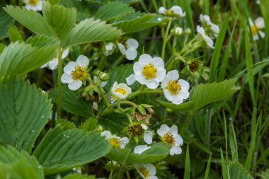 Çilekler baharda çiçek açar.