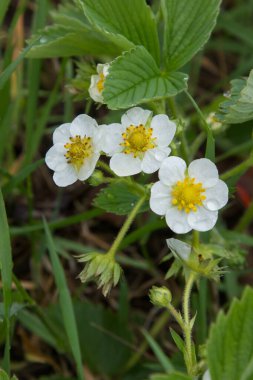 Çilekler baharda çiçek açar.