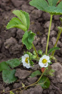 Çilekler baharda çiçek açar.