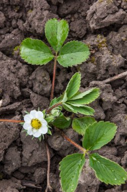 Çilekler baharda çiçek açar.