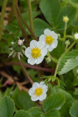 Çilekler baharda çiçek açar.