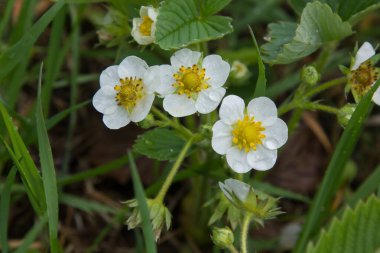 Çilekler baharda çiçek açar.