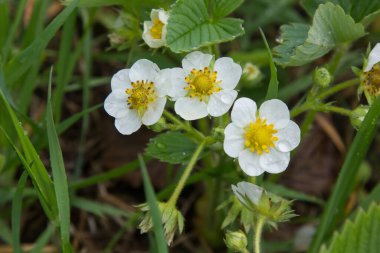 Çilekler baharda çiçek açar.
