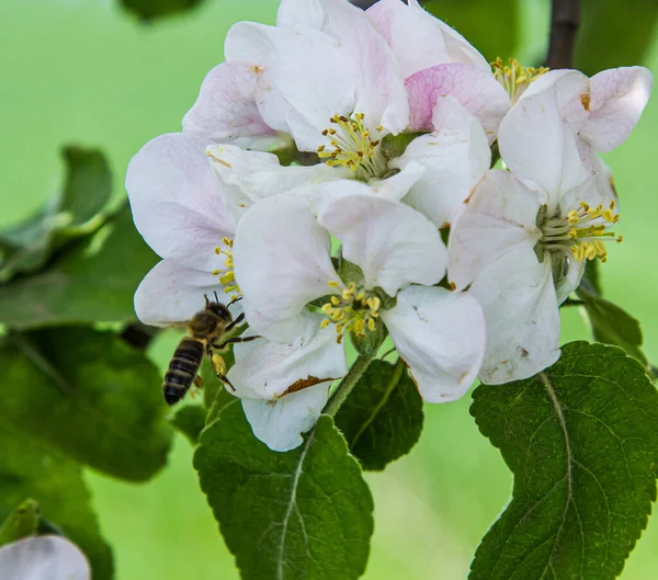 Bahçede elma ağacı çiçek açar. arılar nektar ve polen toplar