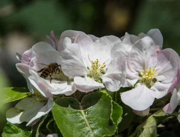 Bahçede elma ağacı çiçek açar. arılar nektar ve polen toplar