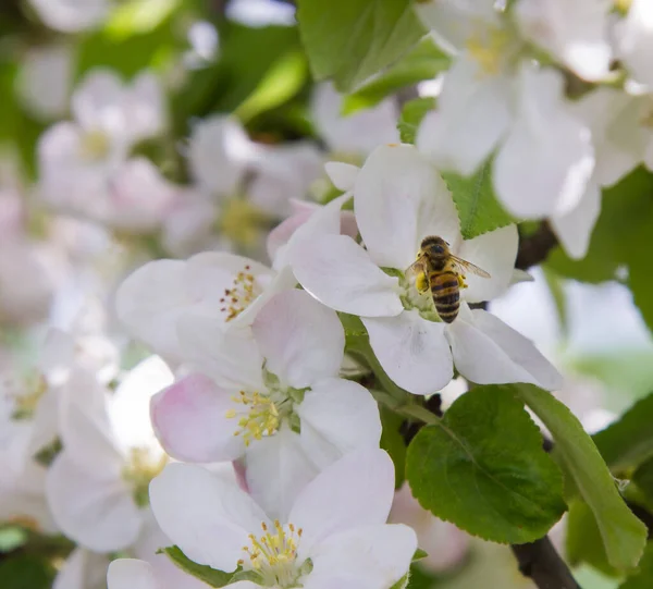 stock image apple tree blooms in the garden. bees collect nectar and pollen