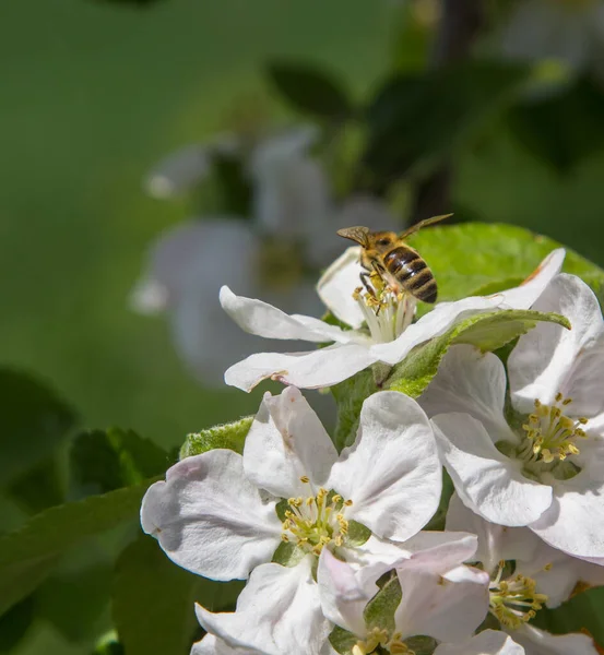Bahçede elma ağacı çiçek açar. arılar nektar ve polen toplar
