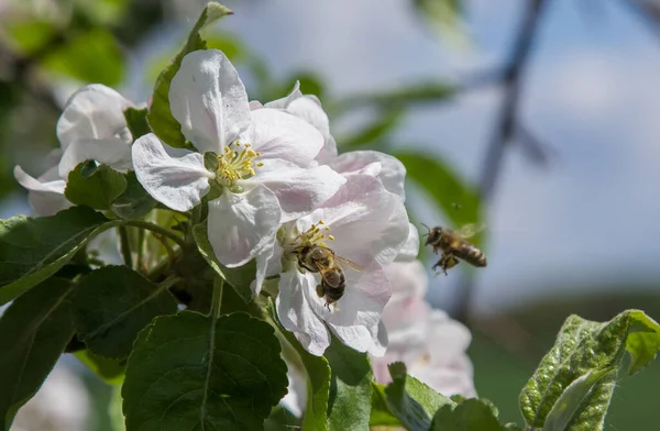Bahçede elma ağacı çiçek açar. arılar nektar ve polen toplar