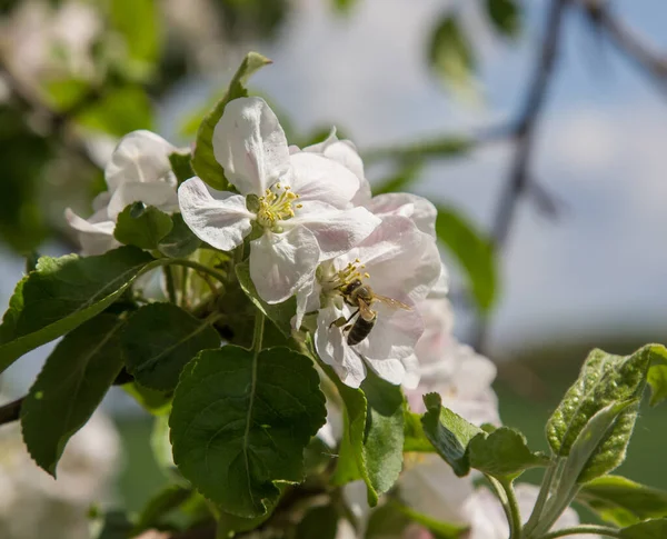 Bahçede elma ağacı çiçek açar. arılar nektar ve polen toplar