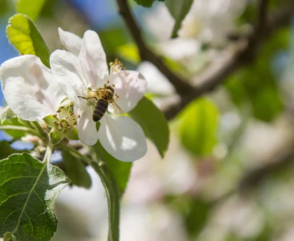 Bahçede elma ağacı çiçek açar. arılar nektar ve polen toplar