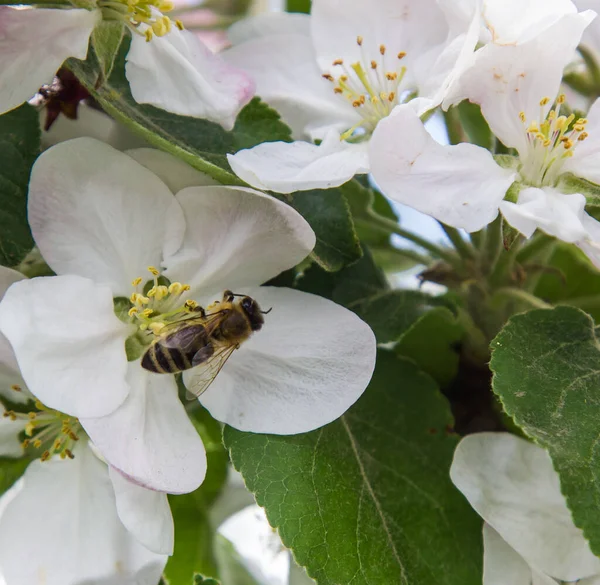Bahçede elma ağacı çiçek açar. arılar nektar ve polen toplar