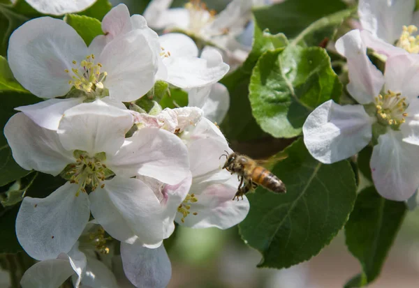 Bahçede elma ağacı çiçek açar. arılar nektar ve polen toplar