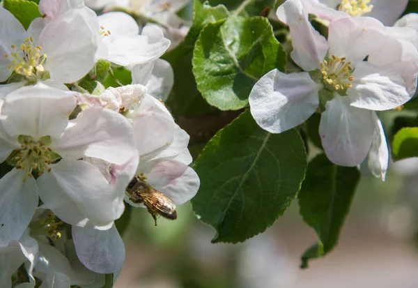Bahçede elma ağacı çiçek açar. arılar nektar ve polen toplar