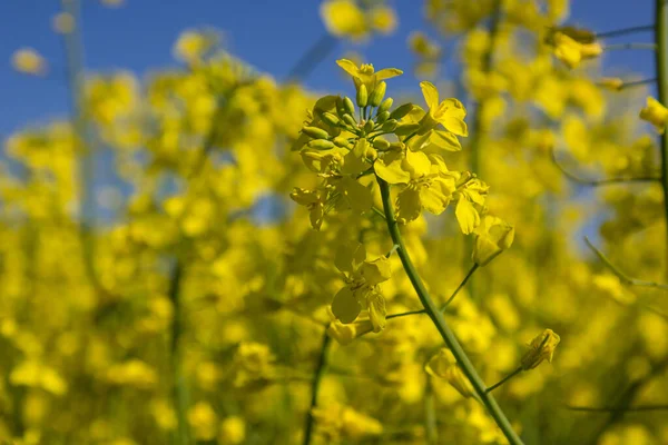 青い空に対してウクライナの菜の花畑を開花 — ストック写真