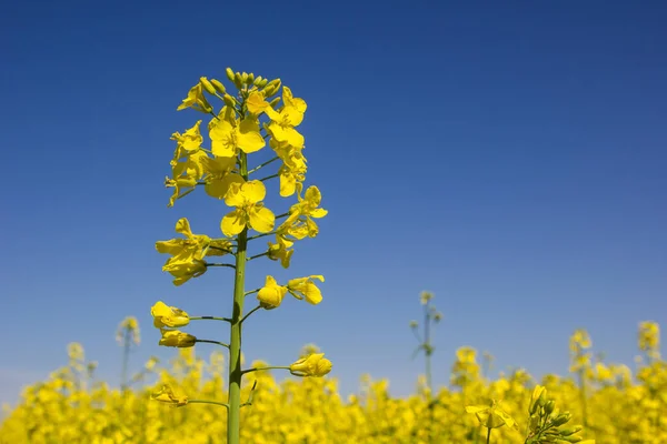 青い空に対してウクライナの菜の花畑を開花 — ストック写真