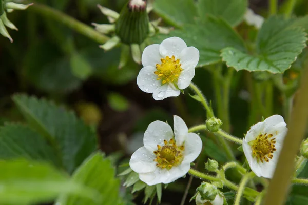 Fragole Fioriscono Primavera — Foto Stock