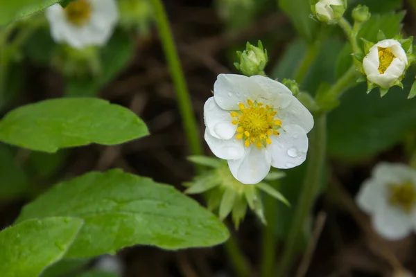 Fragole Fioriscono Primavera — Foto Stock