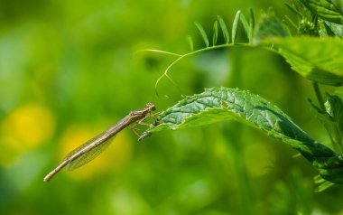 Yazın nehir kenarında yeşil bir yaprağın üzerinde yusufçuk.