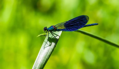 Yazın nehir kenarında yeşil bir yaprağın üzerinde yusufçuk.