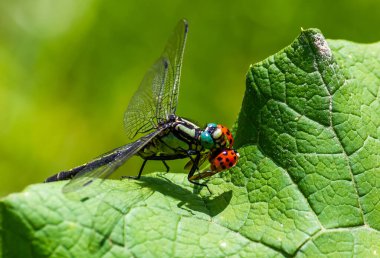 Yazın nehir kenarında yeşil bir yaprağın üzerinde yusufçuk.
