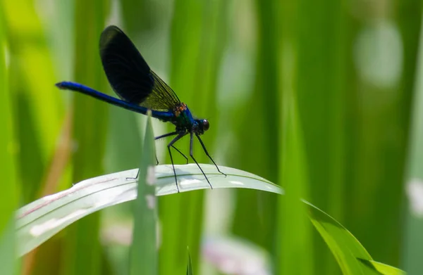 Libélula Sobre Una Hoja Verde Verano Cerca Del Río — Foto de Stock