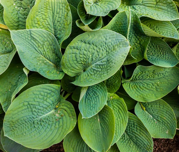 Daun Hijau Tanaman Kebun Tekstur — Stok Foto