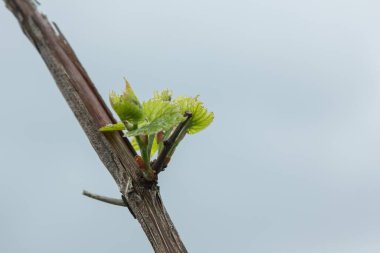 İlkbaharda asma çiçek açar.