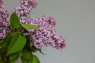 Vazo mor renginde leylak demeti.