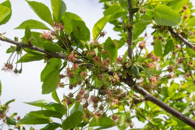 Bahçede kiraz çiçekleri